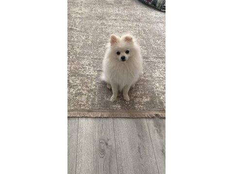 Pomeranian yavru 7 aylık