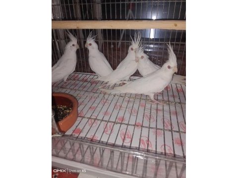 Sultan papağanı yavru ve damızlık kuşlar