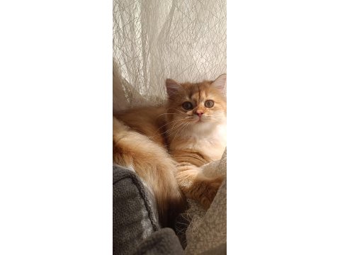 Full şecereli british longhair