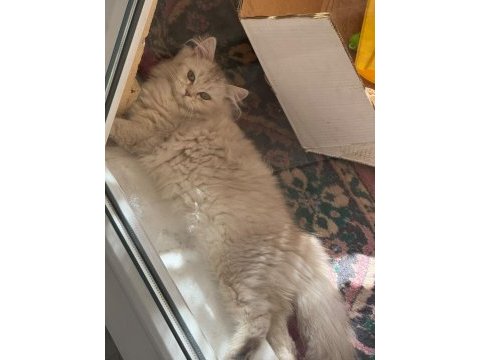Scottish fold 5 aylık dişi