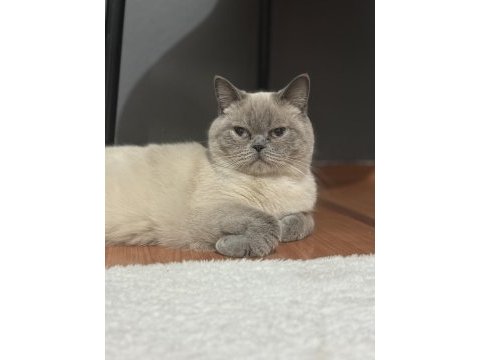 Uyguna lynx british shorthair yavrularımız