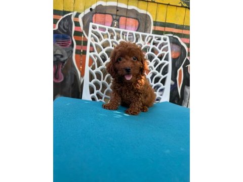 Ömürlük poodle yol arkadaşı