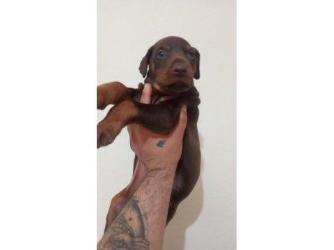 Kaliteli king doberman yavrular