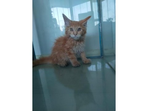 Mainecoon oranj erkek torti özellikli