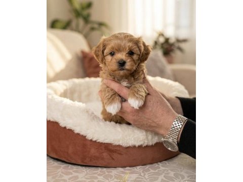 Birinci sınıf teacup maltipoo yavrular