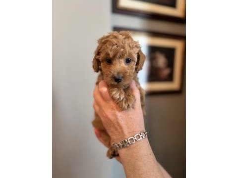 Apricot toy poodle yavrularımız