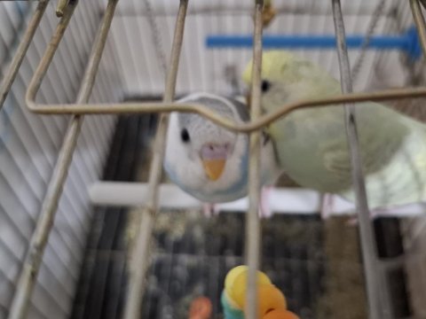 Yavru muhabbet 1 aylık ve 3 aylık olanlar var uygun fiyat