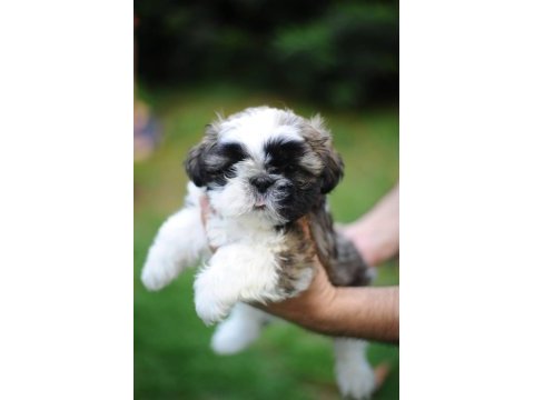 Anne altından harika safkan shih-tzu bebekler