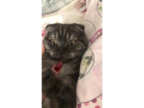 8 aylık scottish fold