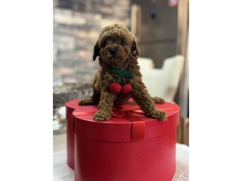 Toy poodle yavrusu tarçın rengi ve 2 kilo kalıyor