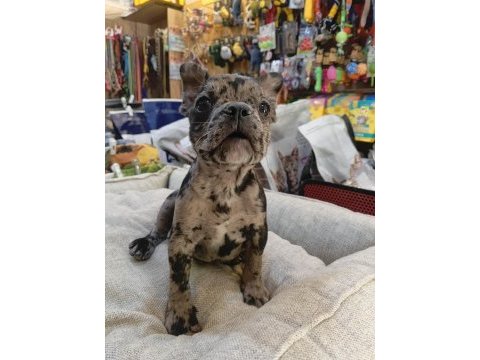 Bebek french bulldog merle