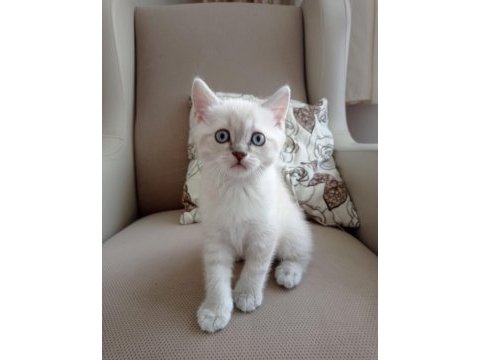 Son kalan 2 yavru kedimiz