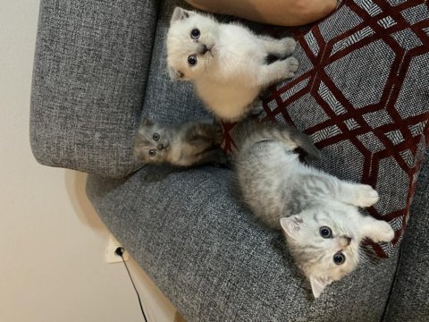 Scottish fold yavrularımız yeni yuvalarına hazır