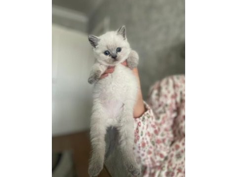 Blue point british shorthair