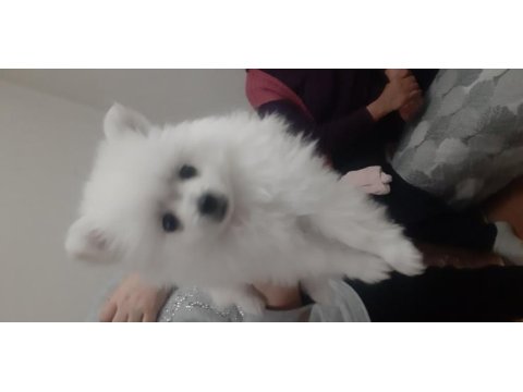 Pomeranian boo anneler günü özel