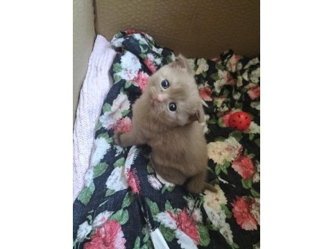 İki renk kahverengi beyaz mavi göz scottish fold yavrular