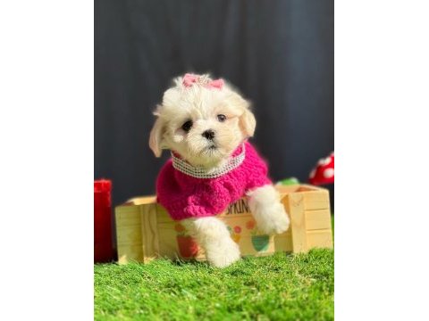 Teddy face maltipoo bebeklerimiz