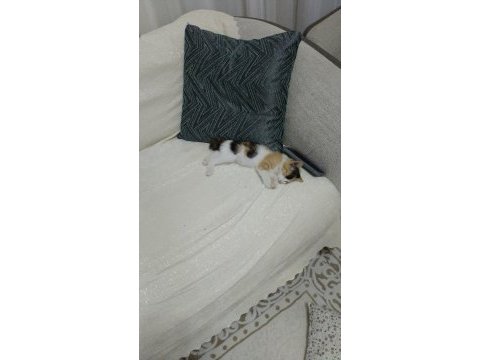 Ev kedisi temiz