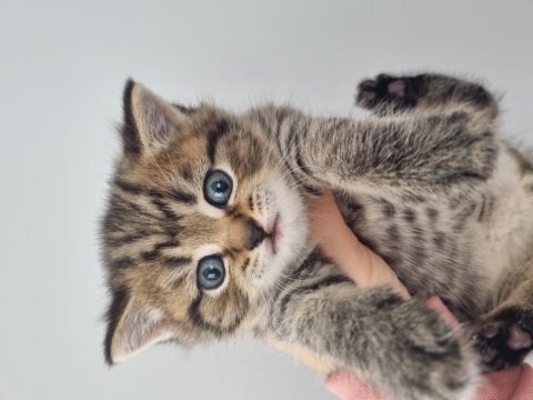 Maviş gözlü british shorthair