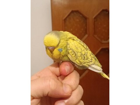 Sahibinden muhabbet kuşlar