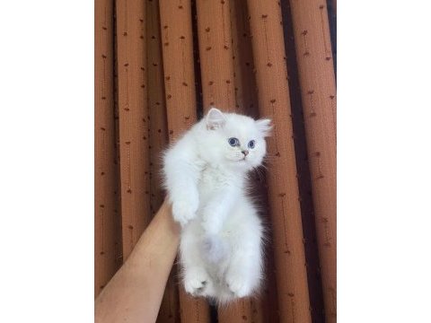 British longhair silver point erkek