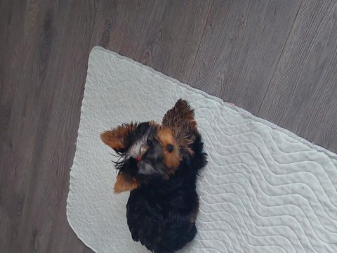 Saf kan teacup yorkshire terrier yavrumuz