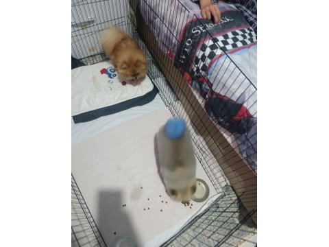 Pomeranian boo üst kalite erkek