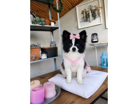 Özel görünümlü black white pomeranian