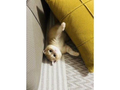 Eşsiz güzellikteki golden british shorthair yavrumuz