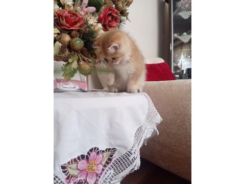 British shorthair golden ny 11 dişi erkek