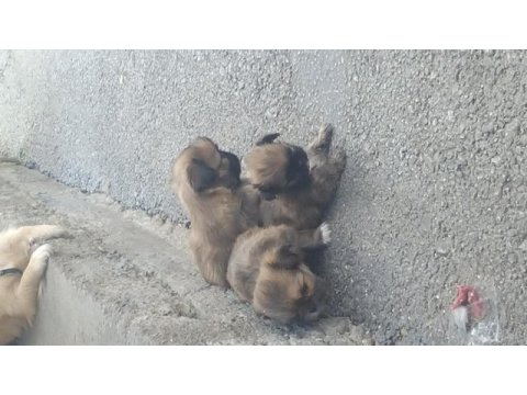 Pekinez yavrular 65 günlük