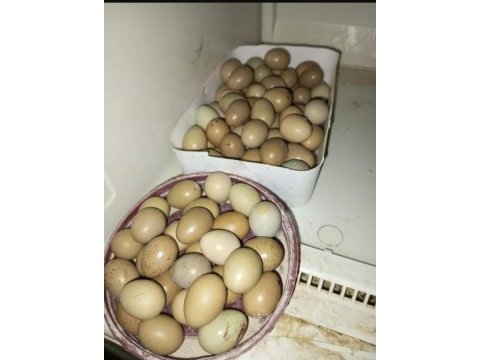 Çin bıldırcın sahiplendirme ve kuluçkalık yumurtası