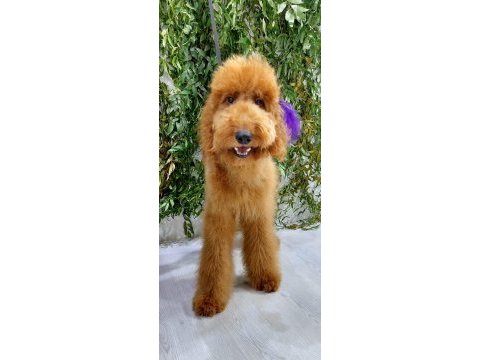 Dev labradoodle yavrularımız