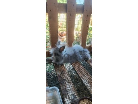 Teddy lop kolonisi 2+1 tavşan