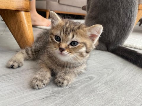 Scottish fold erkek