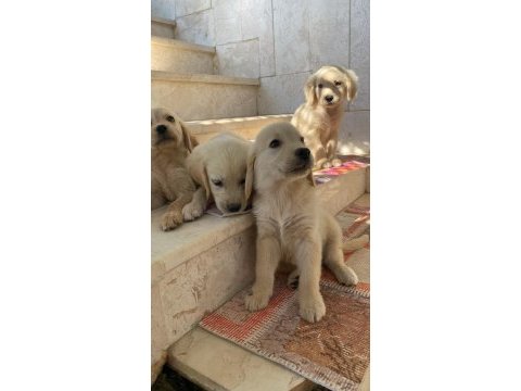Sadık dost golden yavrular