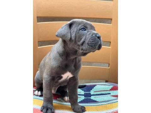 Cane corso yavrular