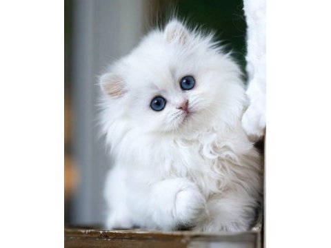 Kusursuz ns1133 british longhair