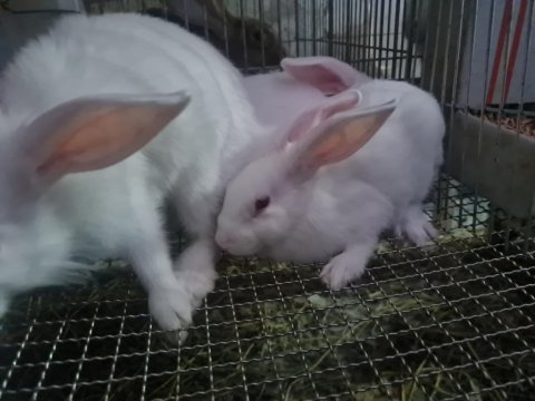 Albino yavruları 2 aylık