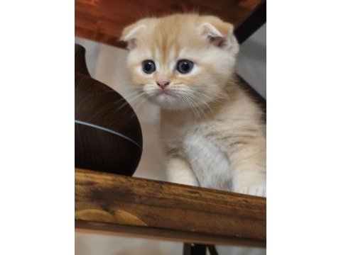 Golden fold top kafa scottish fold bebeğim