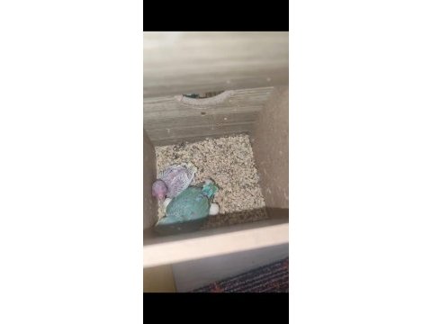 Sağlıklı forpus yavrular