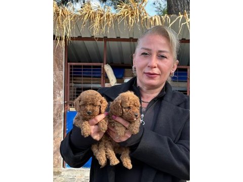 Toy poodle sevimli yavrularım