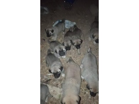 Kangal sivasdan alınır kalite ayı boğanlar
