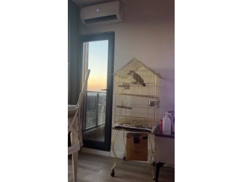 Ev ortamında yetiştirilmiş jako papağanı eve teslim