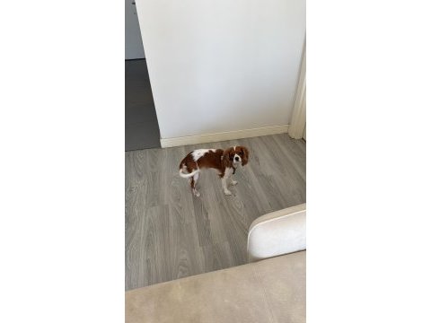 1 yaşında cavalier king charles