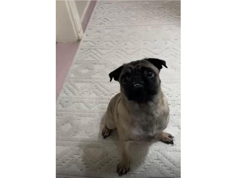 13 aylık pug dişi wc eğitimli