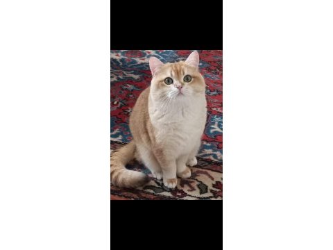 Full secereli yetişkin erkek british shorthair ny12