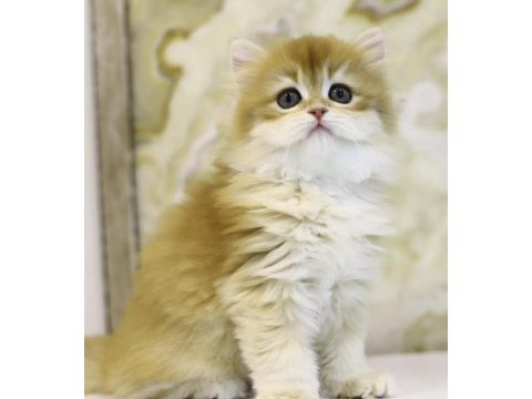 Gülen british longhair tostikler