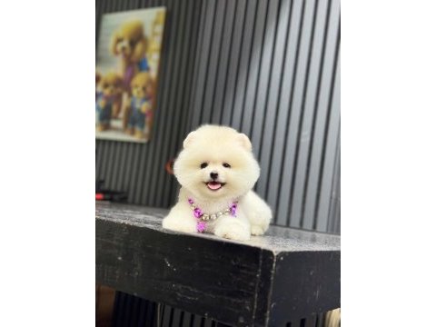 Sağlık ve ırk garantili pomeranian boo yavru