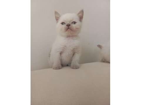 Safkan yavru harika kedilerim
